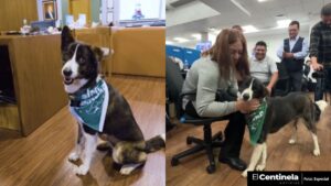 Zaskya, nueva agente de la felicidad de Simi, es la perrita que se roba corazones en redes