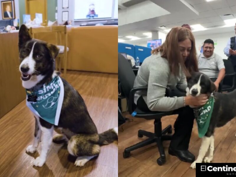 Zaskya, nueva agente de la felicidad de Simi, es la perrita que se roba corazones en redes