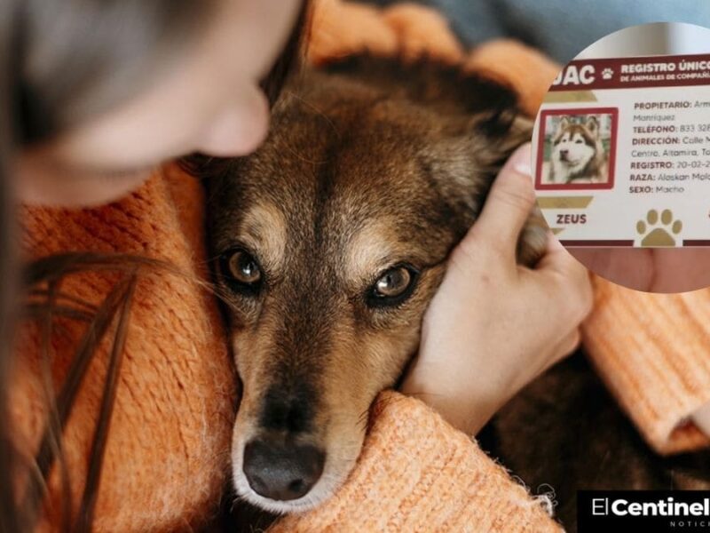 Este es el paso a paso para tramitar el CURP de tu mascota en Puebla ¡Toma nota!