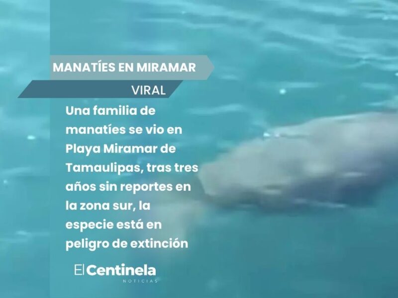 Avistan familia de manatíes en Playa Miramar, tras tres años sin registros en Tamaulipas