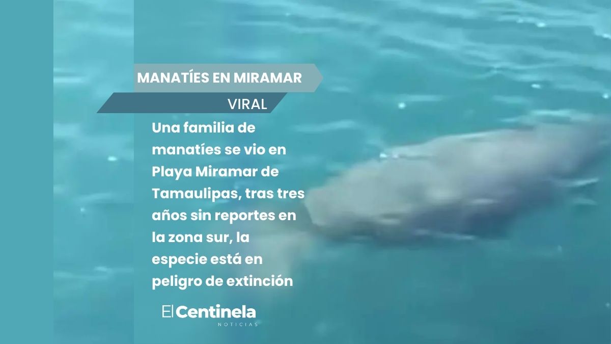 Avistan familia de manatíes en Playa Miramar, tras tres años sin registros en Tamaulipas