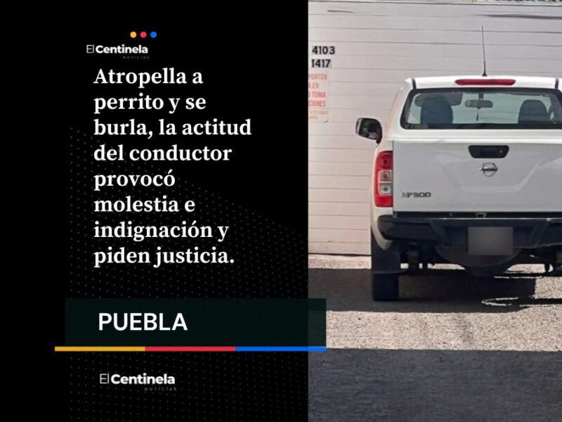 Un hombre atropelló a un perrito en el Antiguo Camino Real a Cholula, justo frente a la Universidad Madero (UMAD)
