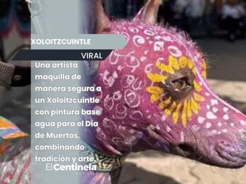 Maquillan a un Xoloitzcuintle para celebrar el Día de Muertos, volviéndose viral en redes sociales