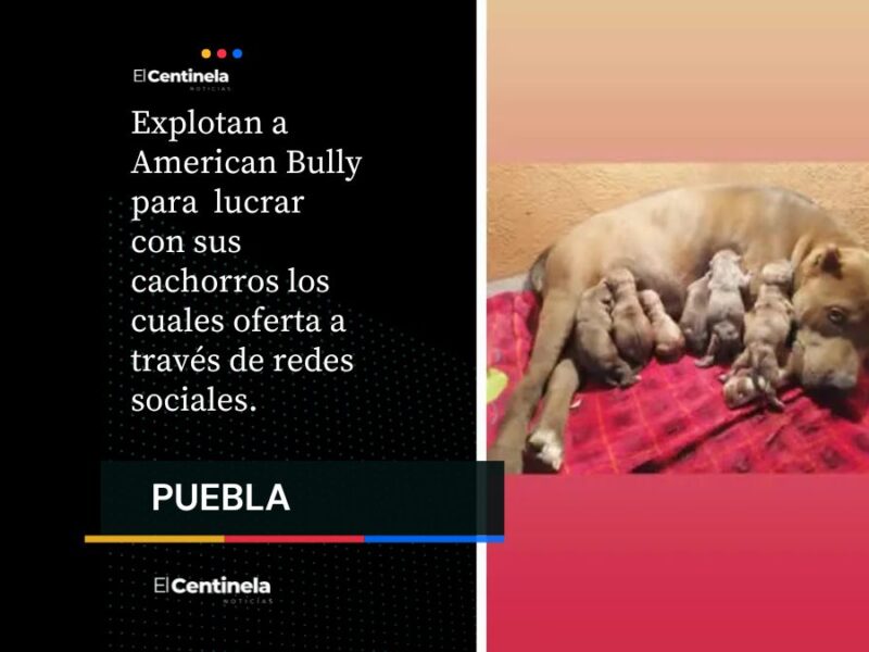 Denuncian venta clandestina de perros en Galaxia La Calera en Puebla capital