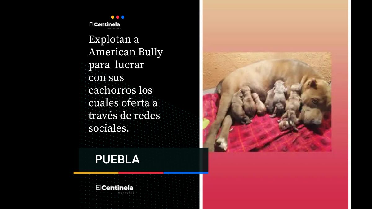 Denuncian venta clandestina de perros en Galaxia La Calera en Puebla capital