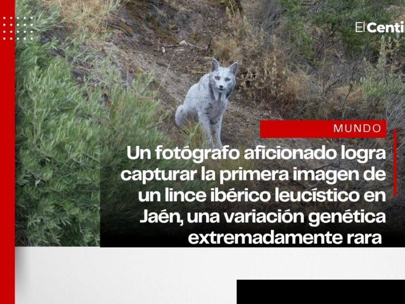 ¡Impresionante! Histórico avistamiento en Jaén: primer lince ibérico ‘blanco’ registrado