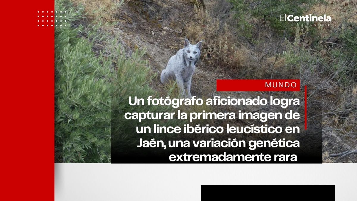 ¡Impresionante! Histórico avistamiento en Jaén: primer lince ibérico ‘blanco’ registrado