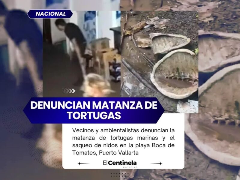 Indignación en Puerto Vallarta: denuncian matanza de tortugas y saqueo de nidos en Boca de Tomates