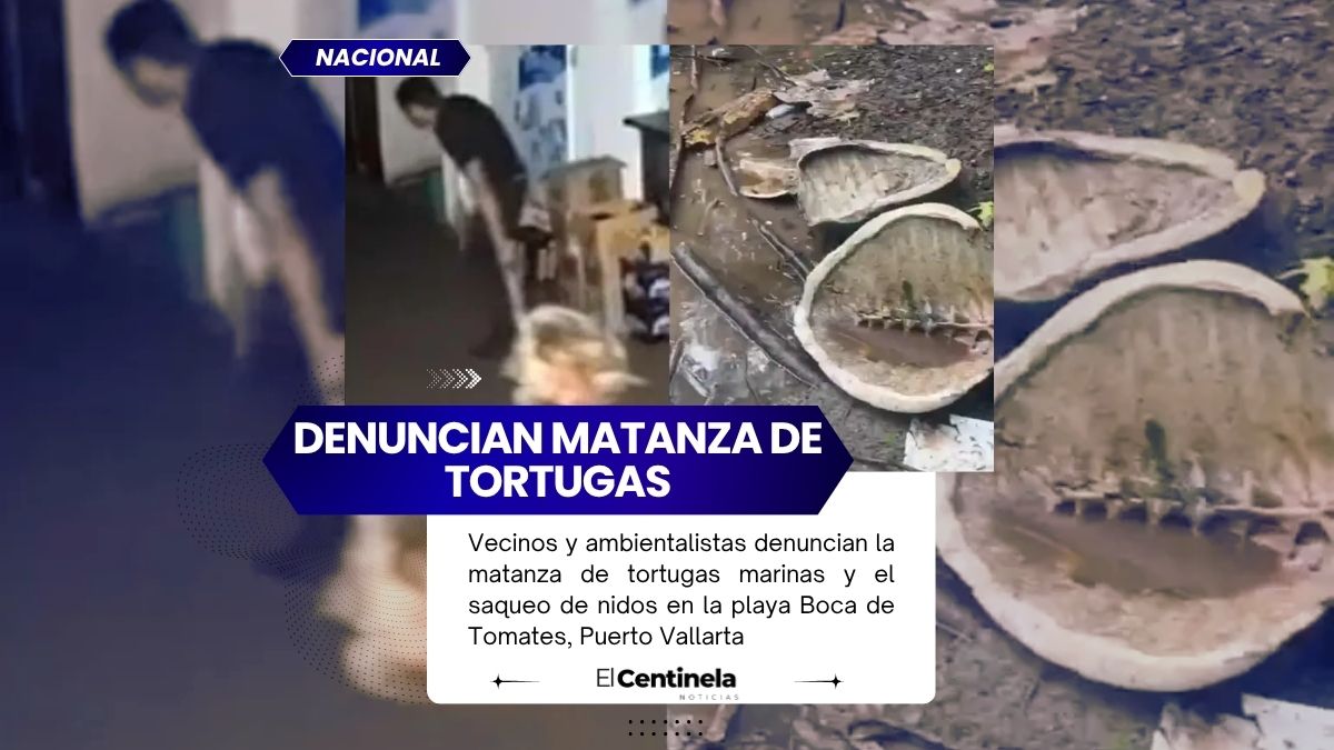 Indignación en Puerto Vallarta: denuncian matanza de tortugas y saqueo de nidos en Boca de Tomates