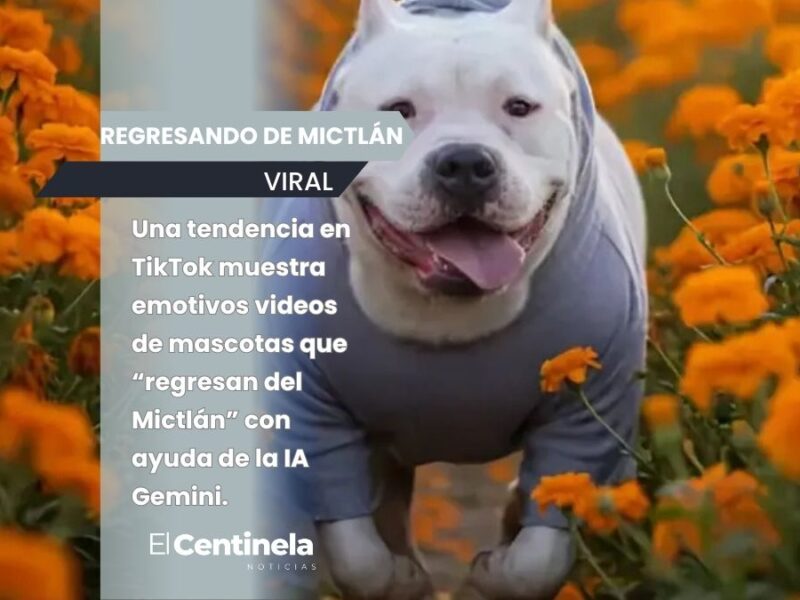 Crea un video de tu mascota fallecida “regresando del Mictlán”: te enseñamos paso a paso