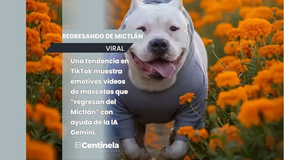 Crea un video de tu mascota fallecida “regresando del Mictlán”: te enseñamos paso a paso