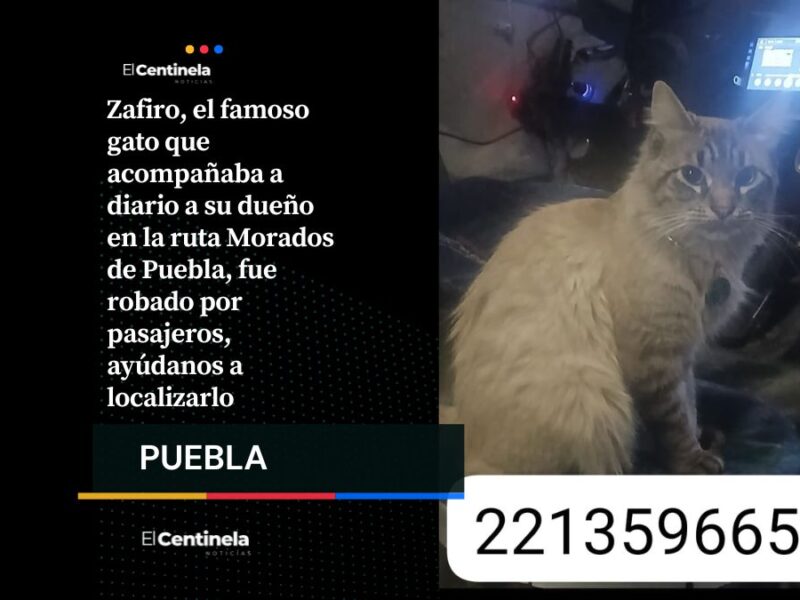 ¡Recuperemos al michi! Roban a Zafiro, el gato cobrador de la ruta Morados en Puebla