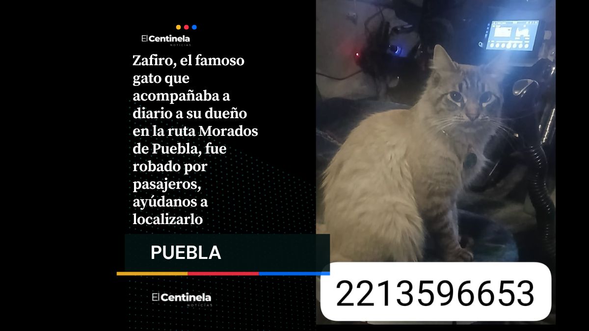 ¡Recuperemos al michi! Roban a Zafiro, el gato cobrador de la ruta Morados en Puebla