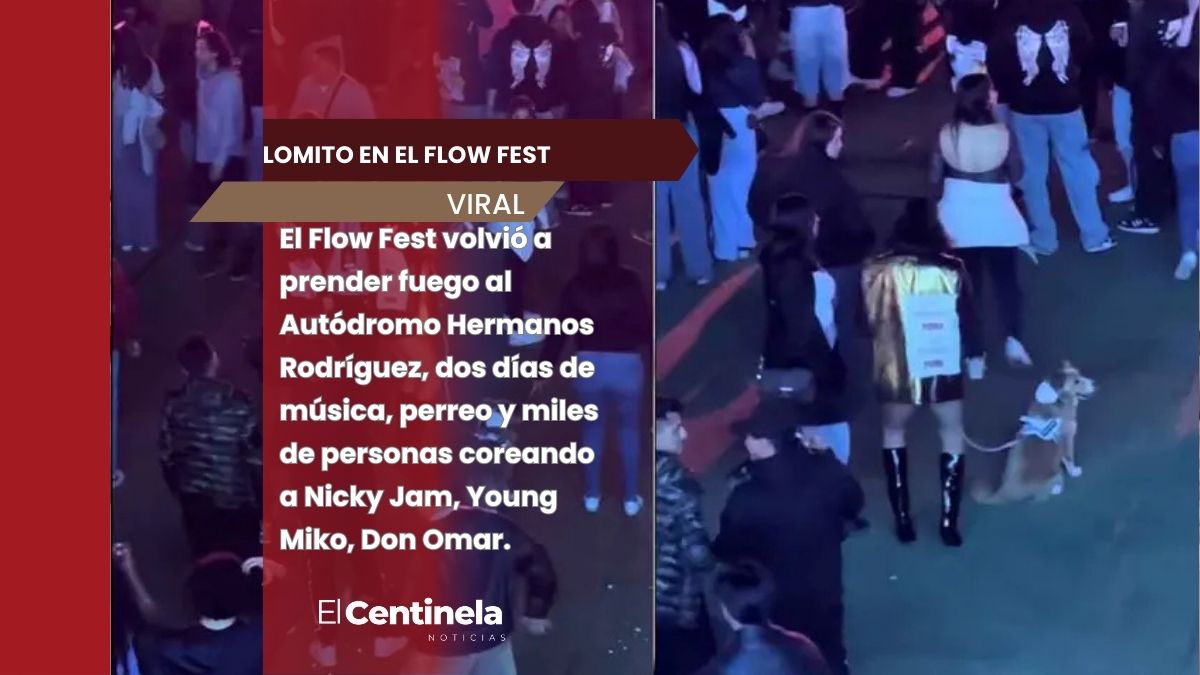 ¿Un lomito en el Flow Fest? Influencer desata polémica por llevar a su perro a un festival lleno de ruido