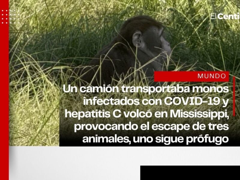 Escapan tres monos de laboratorio con COVID-19 tras accidente en Mississippi, uno sigue sin ser localizado