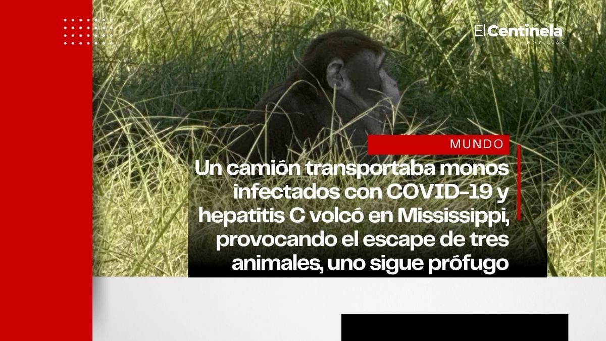 Escapan tres monos de laboratorio con COVID-19 tras accidente en Mississippi, uno sigue sin ser localizado