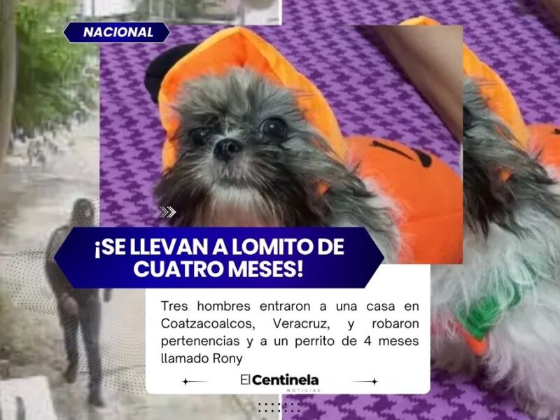 ¡Desalmados! Roban a un perrito de cuatro meses durante asalto a vivienda en Coatzacoalcos