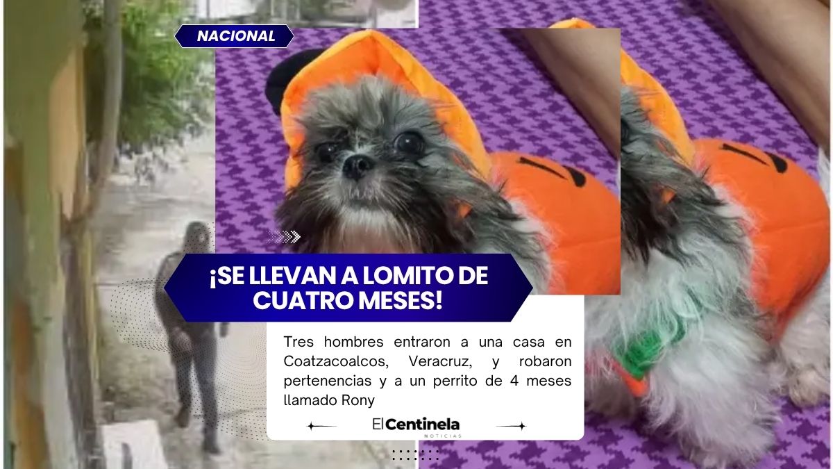 ¡Desalmados! Roban a un perrito de cuatro meses durante asalto a vivienda en Coatzacoalcos
