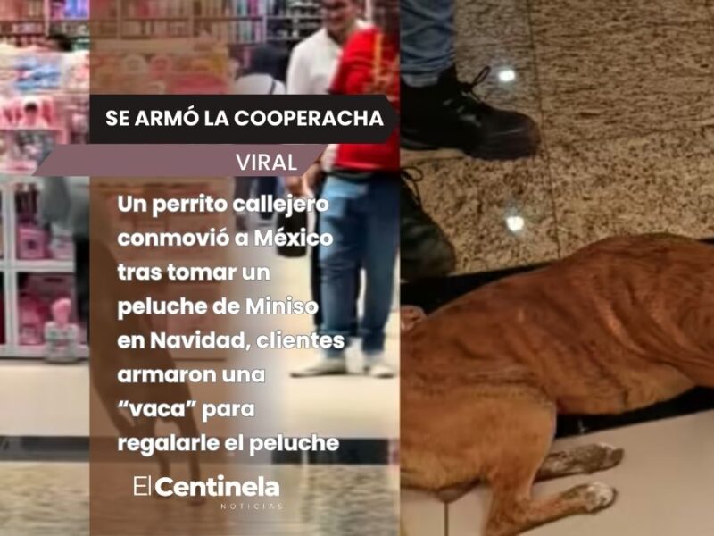 Perrito callejero “roba” un peluche de Miniso, ciudadanos arman cooperacha para pagarlo
