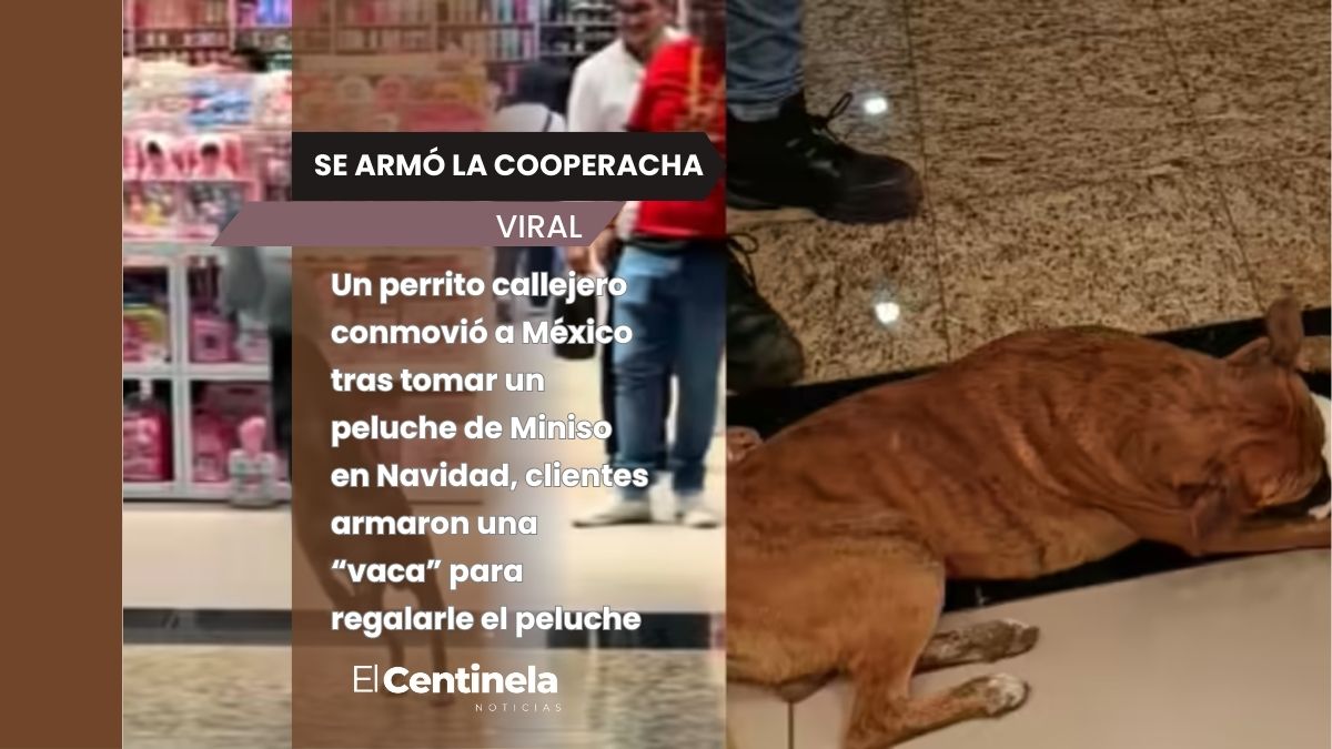 Perrito callejero “roba” un peluche de Miniso, ciudadanos arman cooperacha para pagarlo