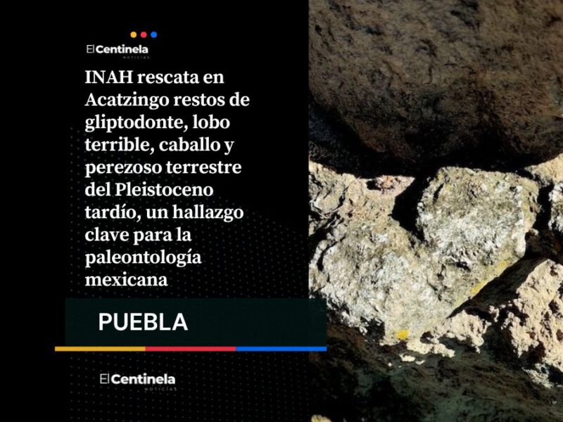 Acatzingo revela pasado prehistórico: INAH resguarda restos de gliptodonte y megafauna del Pleistoceno