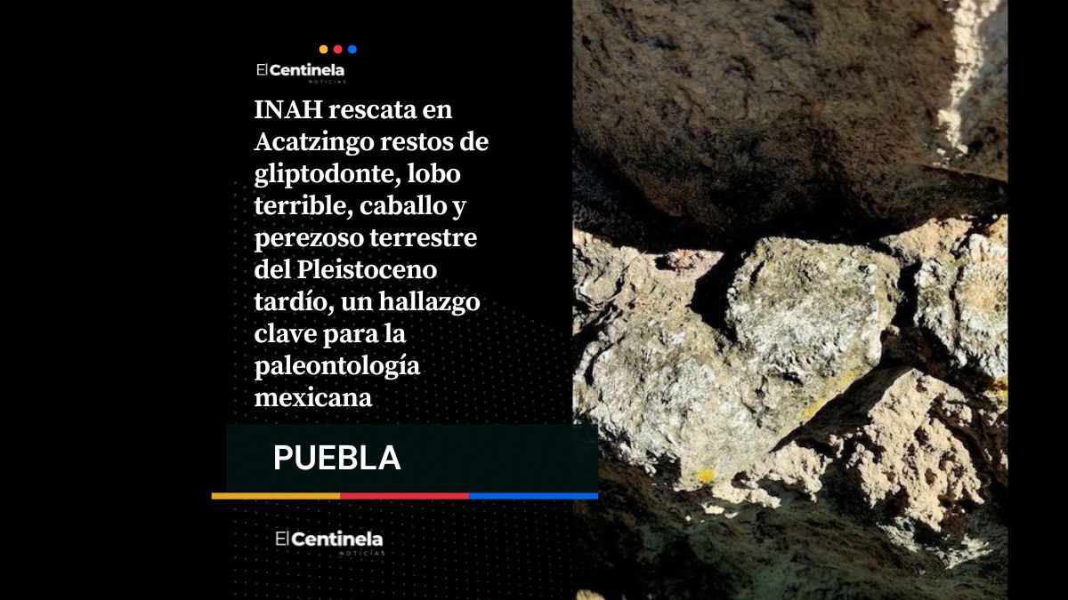 Acatzingo revela pasado prehistórico: INAH resguarda restos de gliptodonte y megafauna del Pleistoceno