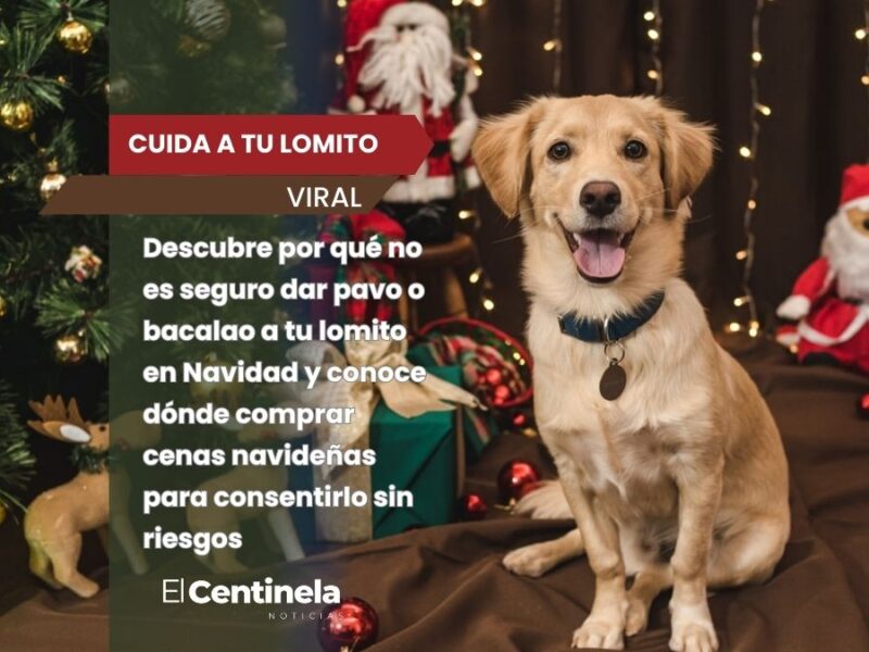Cena navideña para perros: dónde comprarla y por qué no debes darles comida humana