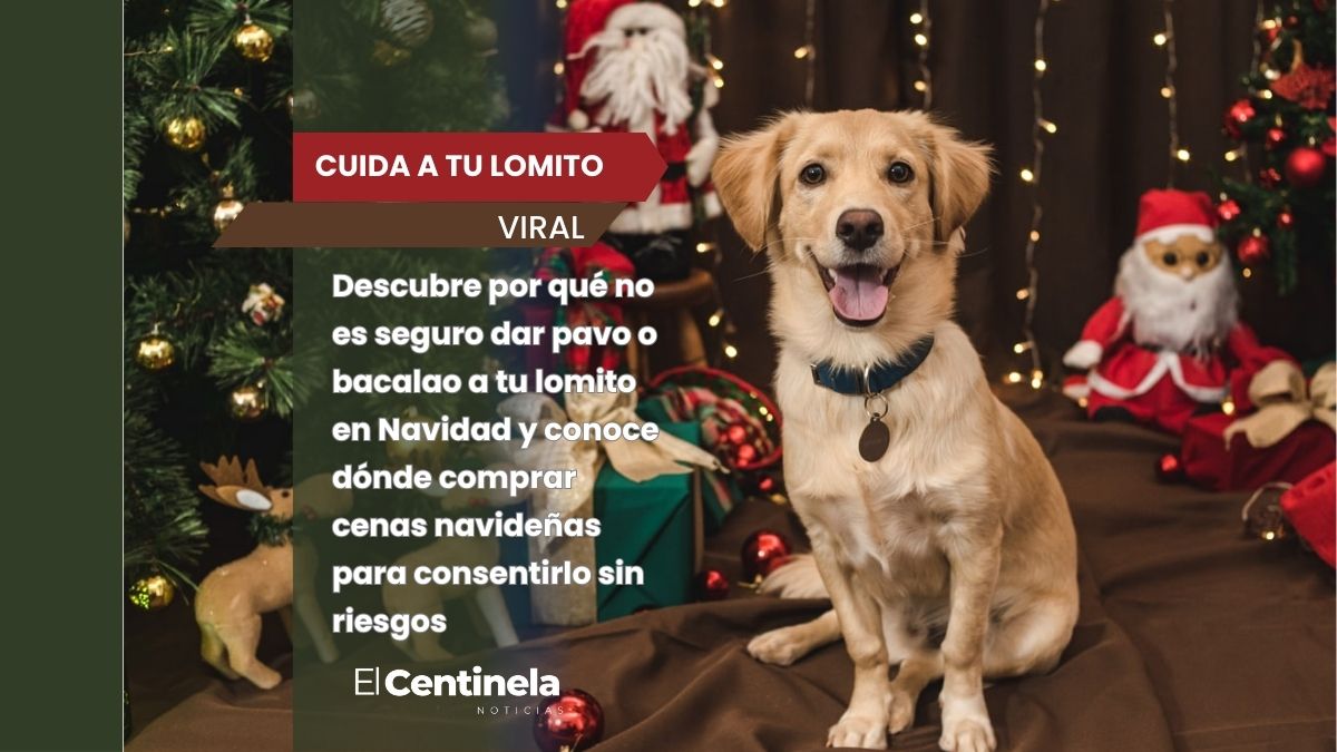 Cena navideña para perros: dónde comprarla y por qué no debes darles comida humana