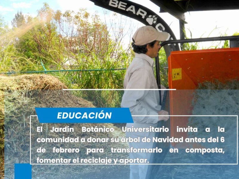 Colecta BUAP árboles de Navidad para elaboración de composta