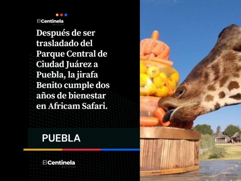 Puebla está de fiesta: Jirafa Benito cumple dos años en Africam Safari