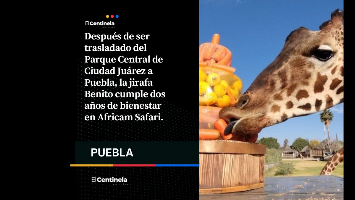 Puebla está de fiesta: Jirafa Benito cumple dos años en Africam Safari