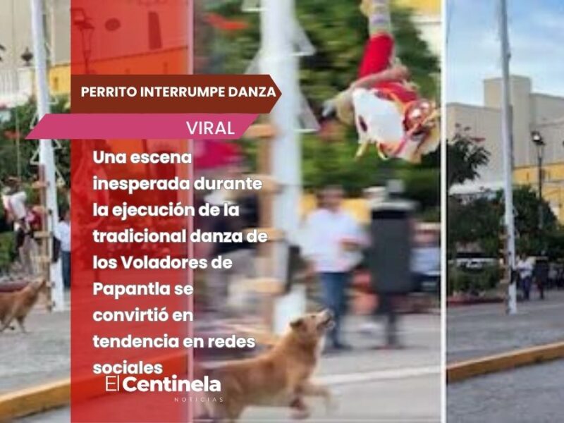 Perrito interrumpe danza ritual al perseguir a Volador de Papantla y se vuelve viral