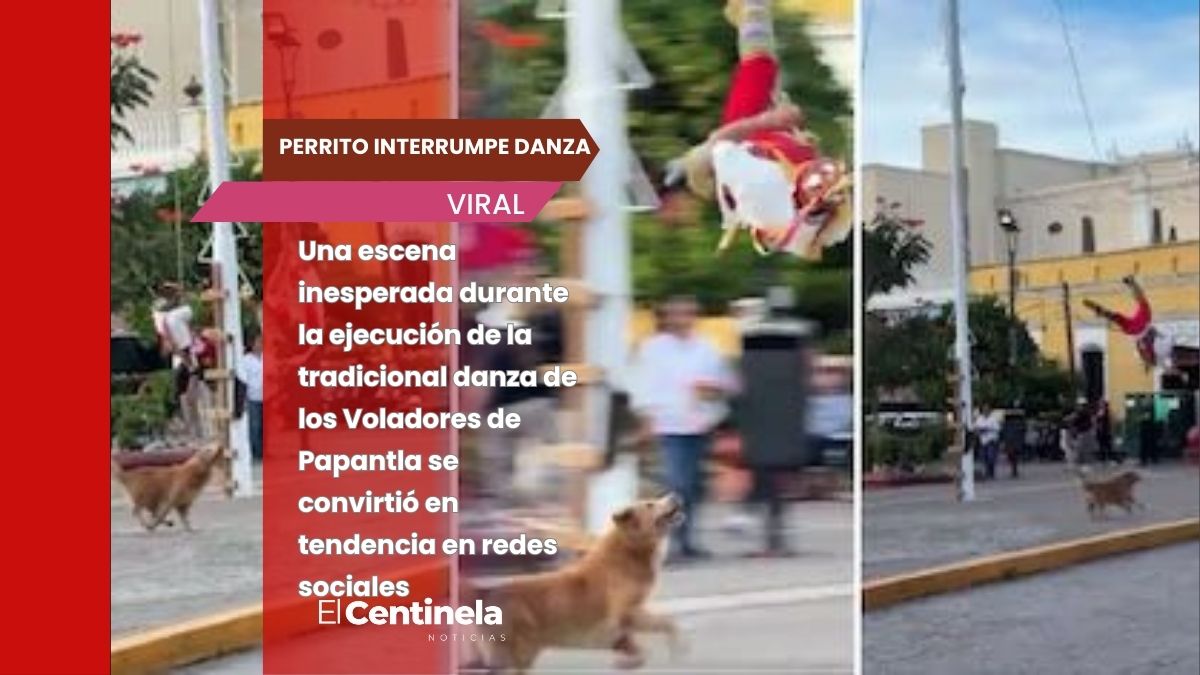 Perrito interrumpe danza ritual al perseguir a Volador de Papantla y se vuelve viral