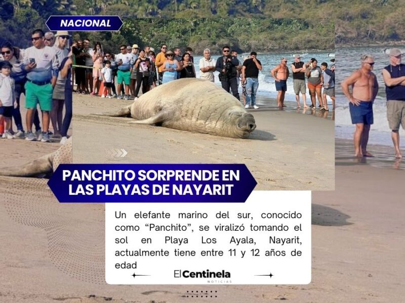 Me pareció ver un lindo elefante: Panchito, un elefante marino, sorprende en playas de Nayarit