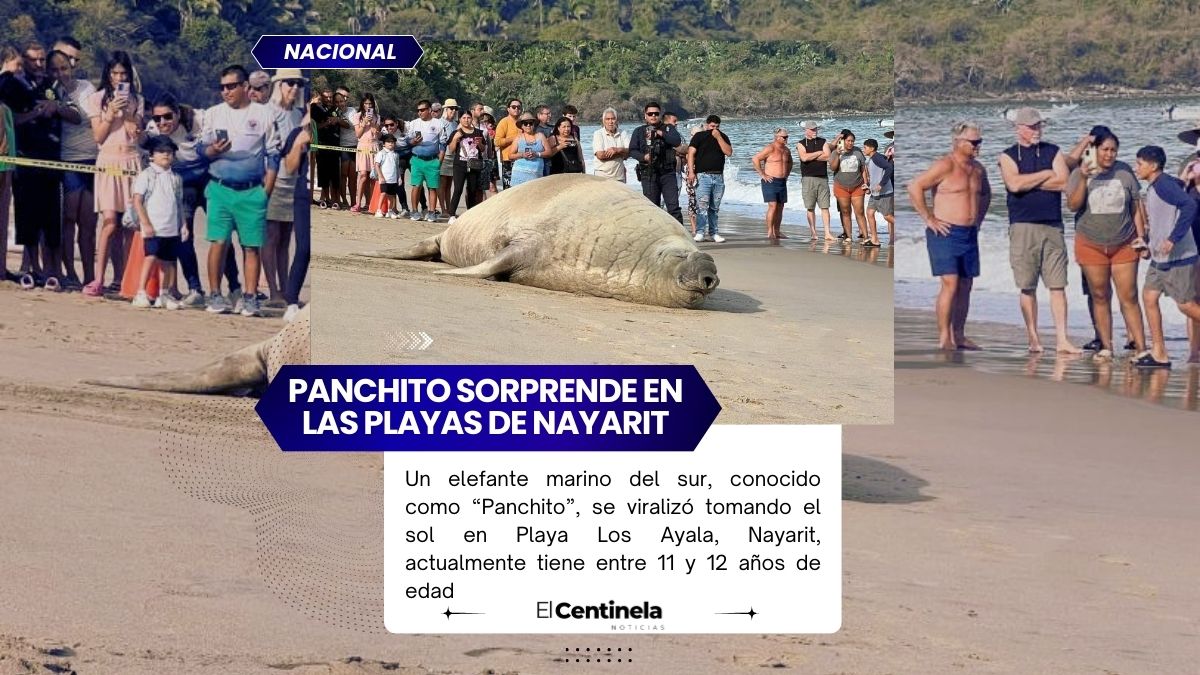 Me pareció ver un lindo elefante: Panchito, un elefante marino, sorprende en playas de Nayarit