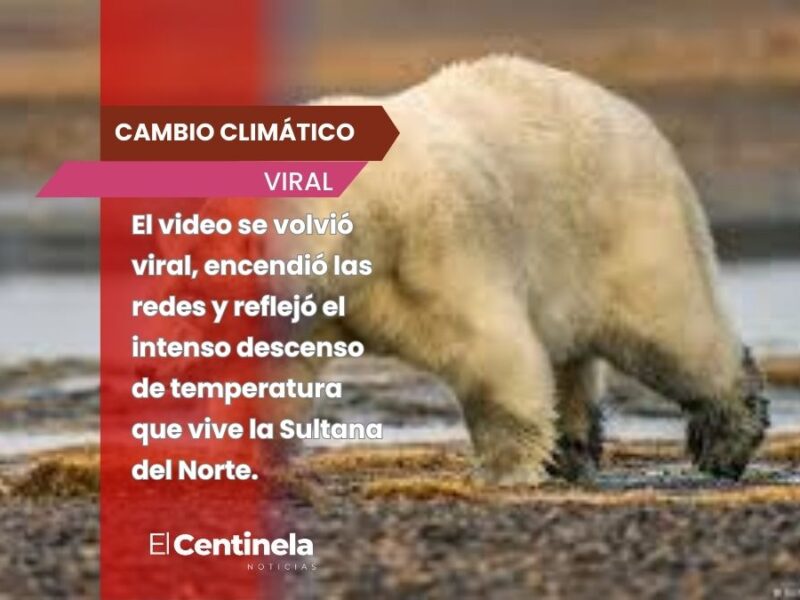 Cómo estará el frío en NL que hasta osos polares ya fueron vistos