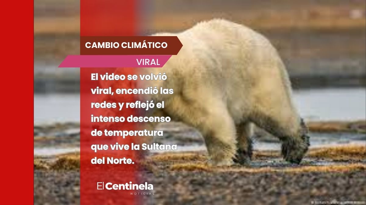 Cómo estará el frío en NL que hasta osos polares ya fueron vistos