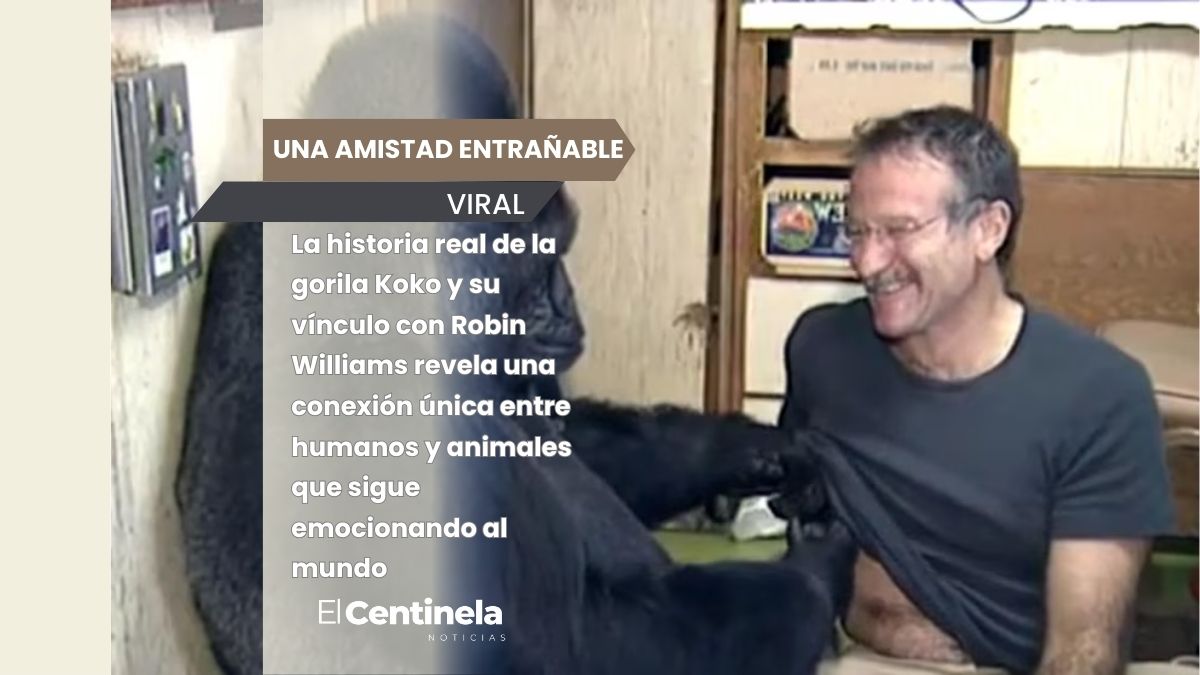 La entrañable amistad entre la gorila Koko y Robin Williams que sigue conmoviendo al mundo