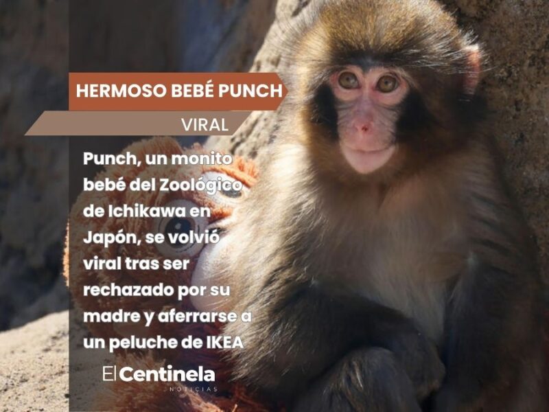 Punch, la tierna historia del monito bebé abandonado que enamoró al mundo entero