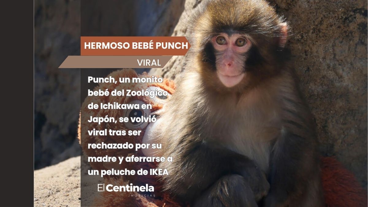 Punch, la tierna historia del monito bebé abandonado que enamoró al mundo entero