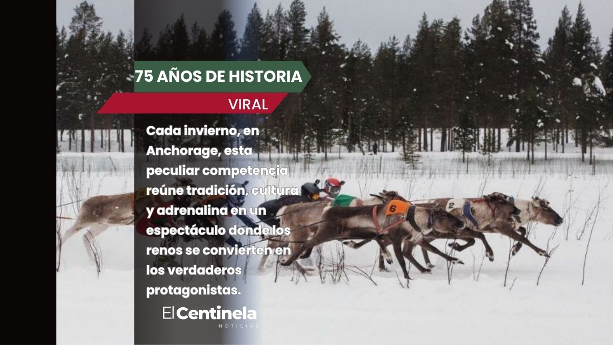 Así la famosa carrera de renos que tiene más de 75 años de historia