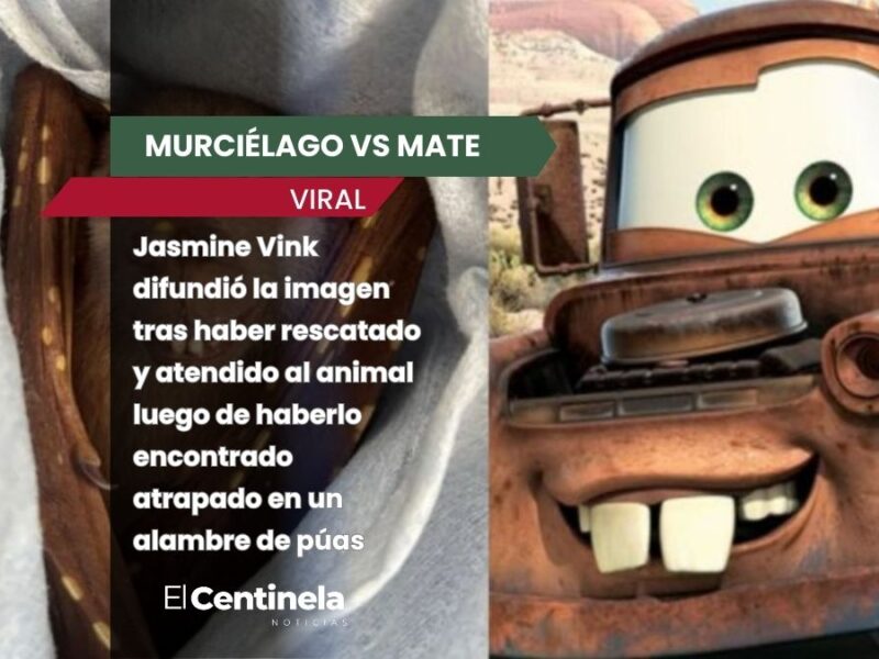 Murciélago se vuelve viral por su enternecedor parecido con Mate de la película 'Cars'