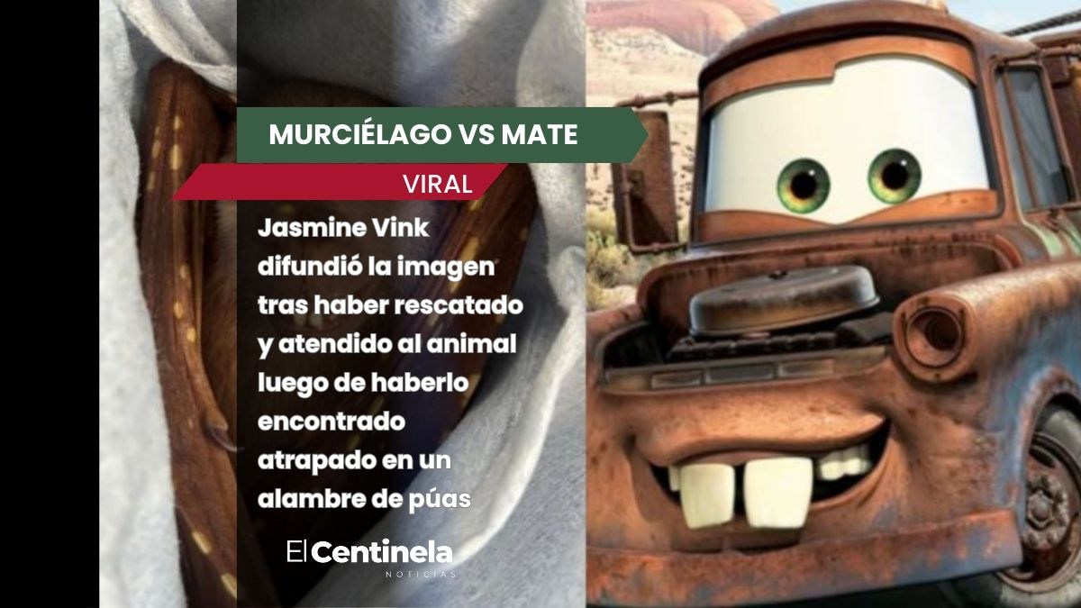 Murciélago se vuelve viral por su enternecedor parecido con Mate de la película 'Cars'