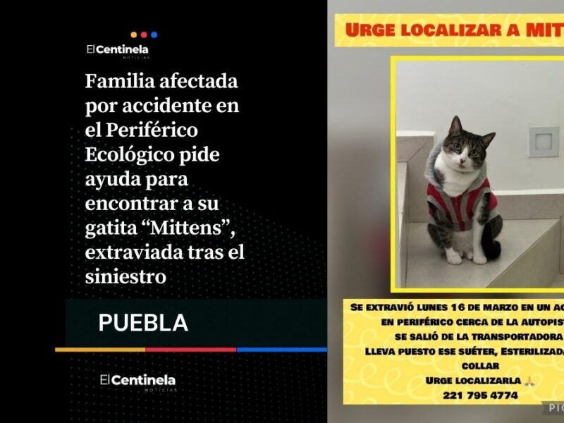 Buscan a “Mittens”, gatita perdida tras accidente en Periférico Ecológico en San Pedro Cholula