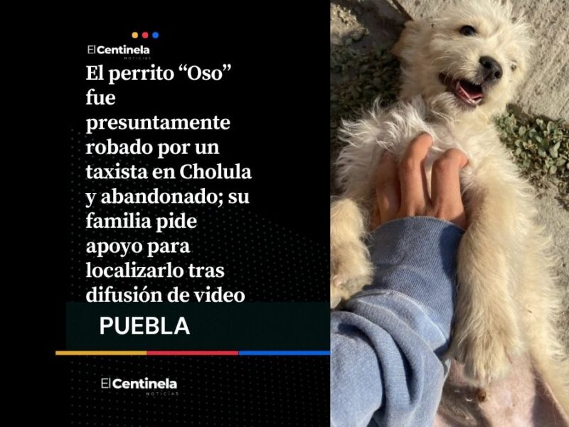 Buscan a “Oso” en Cholula: captan a taxista que lo sube y abandona