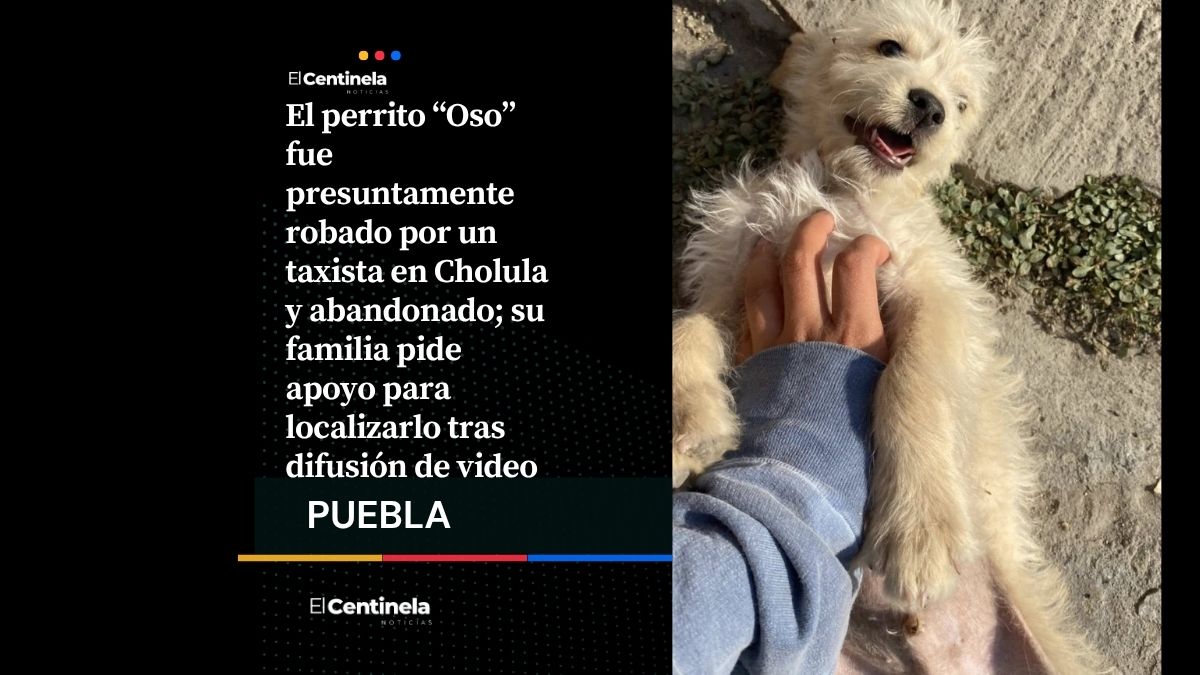 Buscan a “Oso” en Cholula: captan a taxista que lo sube y abandona