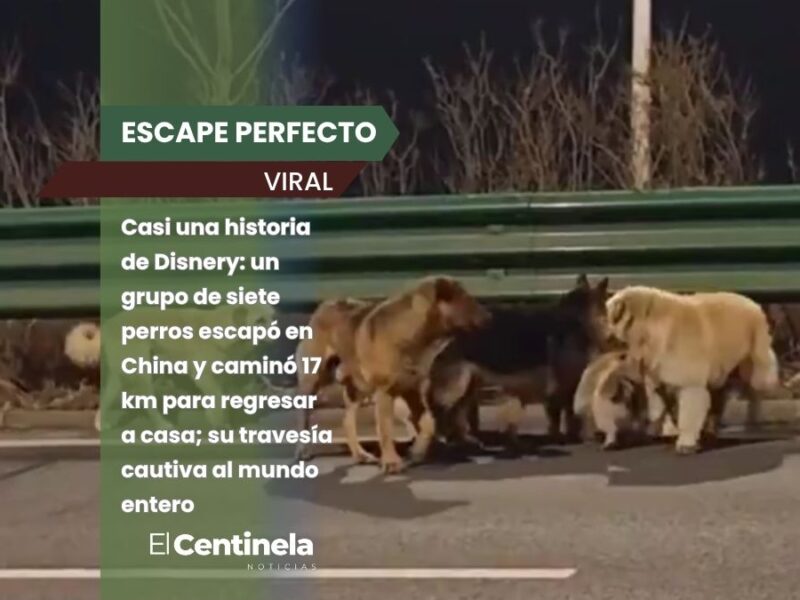 ¡De película! Siete perros escapan de raptores en China y recorren 17 km para volver a casa