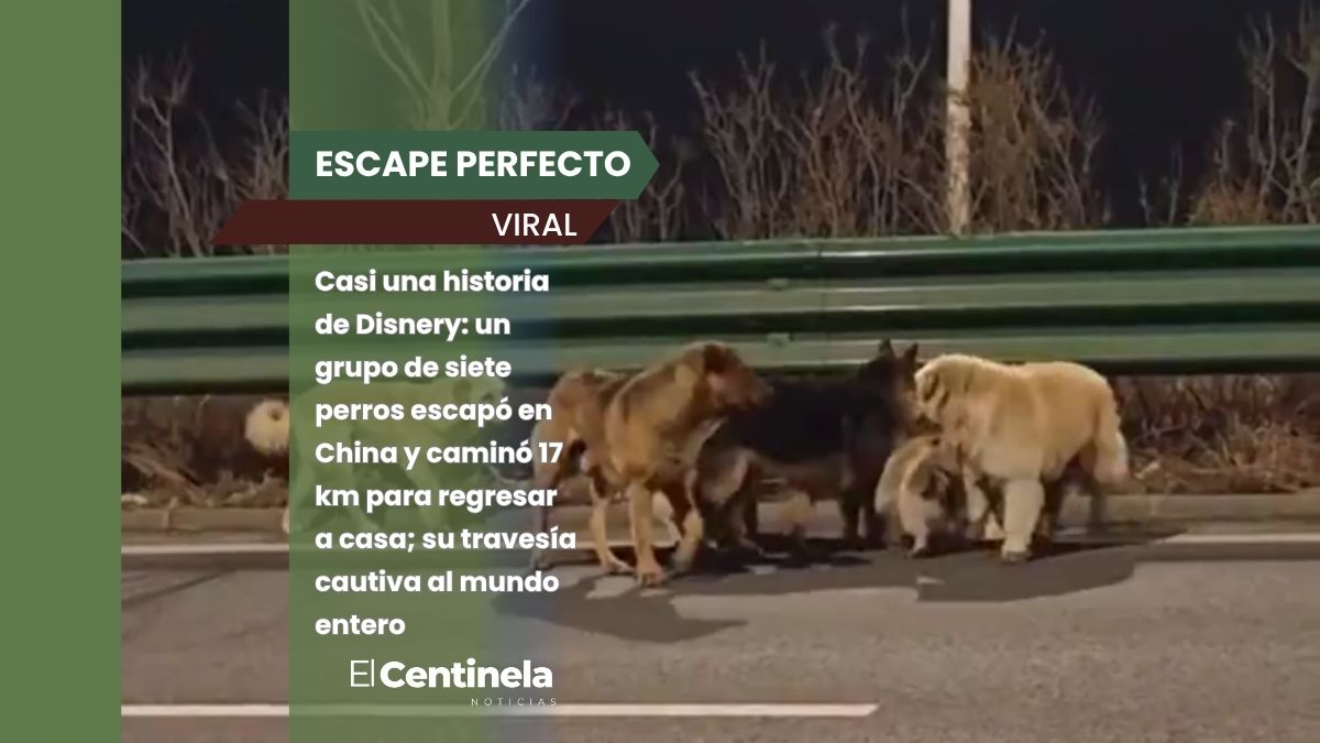 ¡De película! Siete perros escapan de raptores en China y recorren 17 km para volver a casa