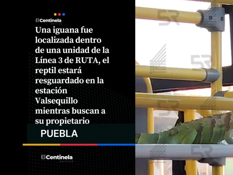 ¿En el zoológico? Iguana viaja dentro de unidad de RUTA, fue resguardada por personal
