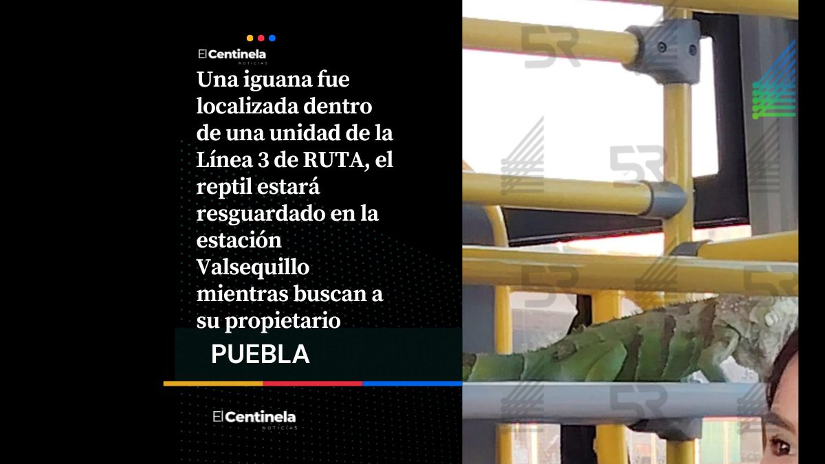 ¿En el zoológico? Iguana viaja dentro de unidad de RUTA, fue resguardada por personal